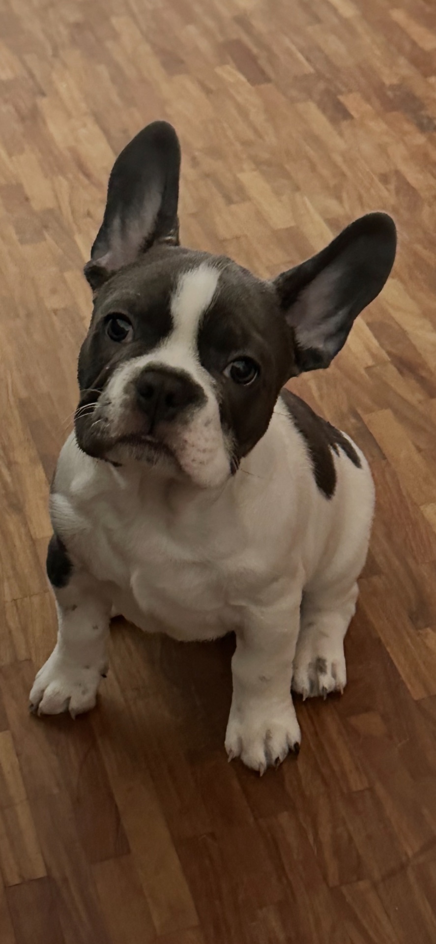 French Bulldog photo 2