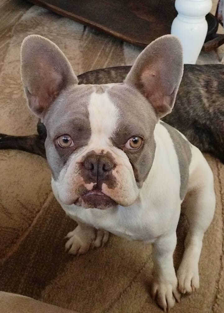 French Bulldog photo 3