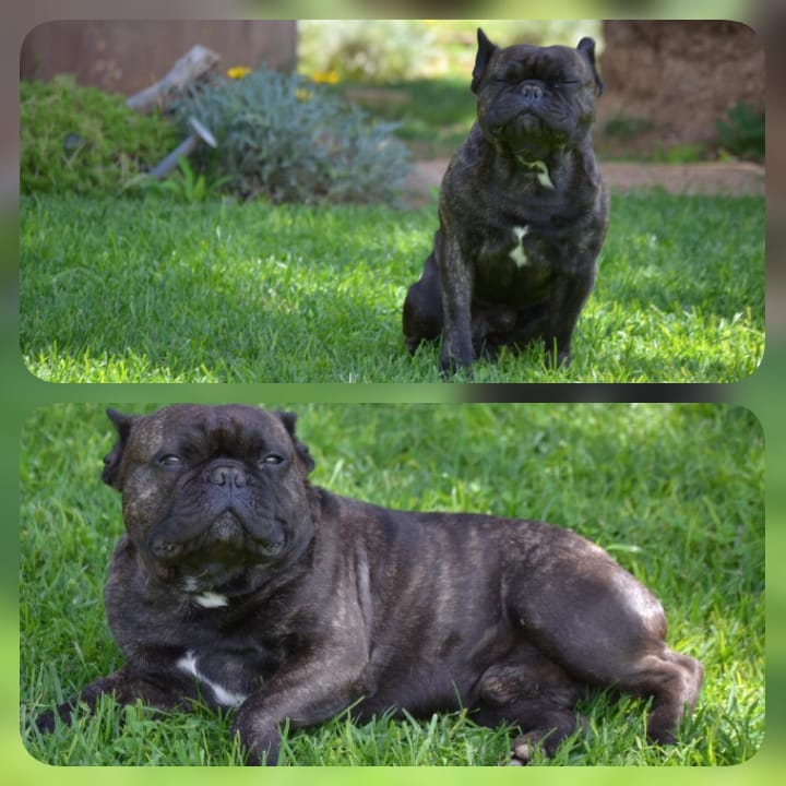 French Bulldog photo 4
