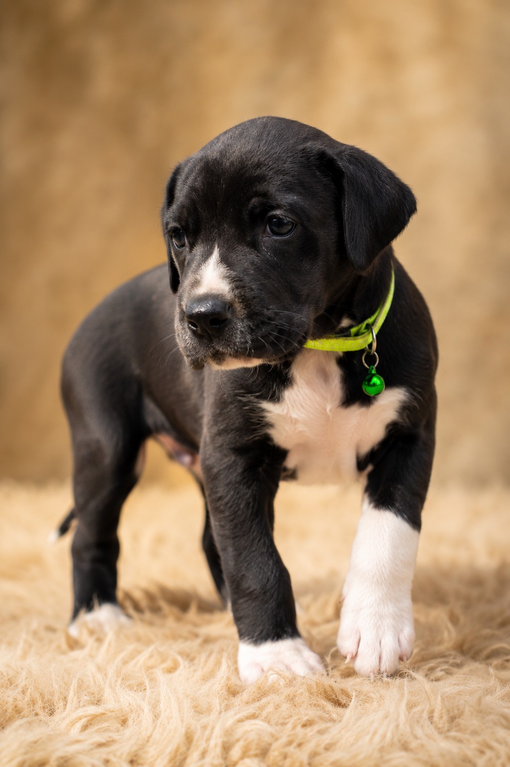Great Dane photo 2
