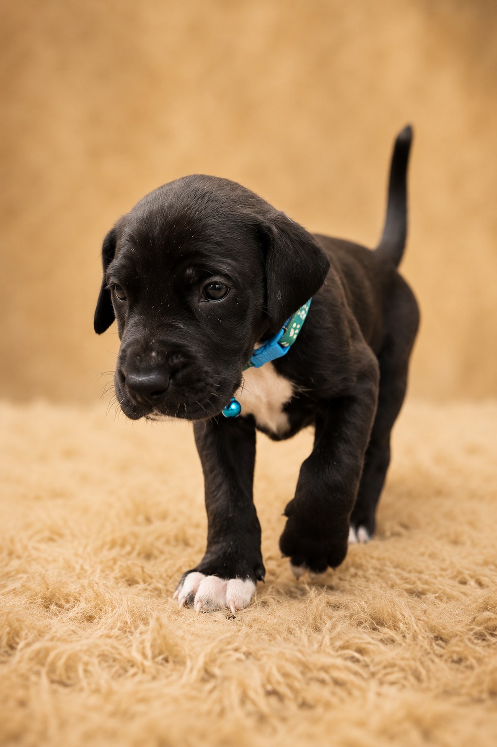 Great Dane photo 3