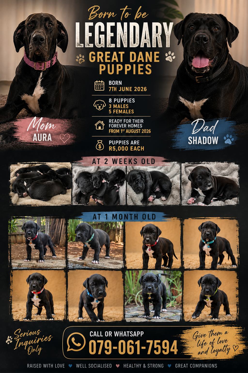 Great Dane photo 8