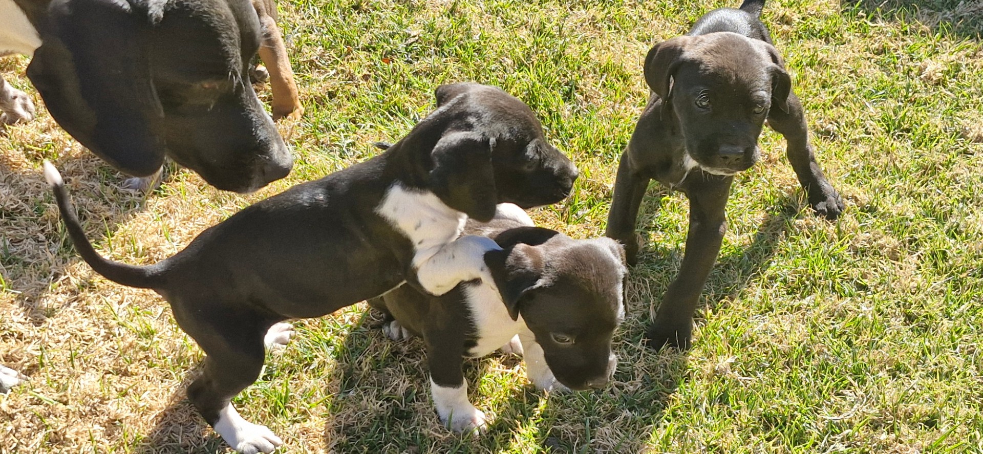 Mixed Breed β Pointer x collie photo 1