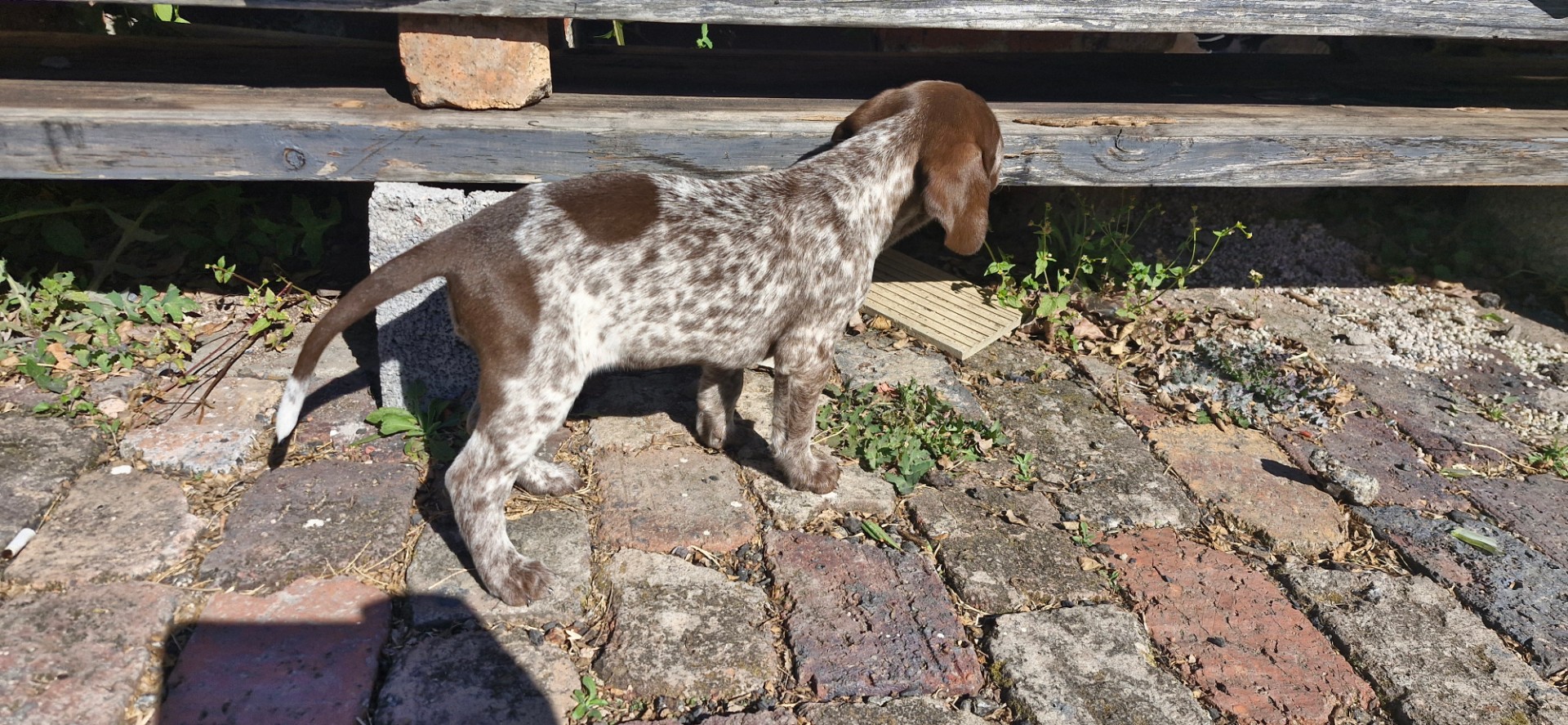 Mixed Breed β Pointer x collie photo 2