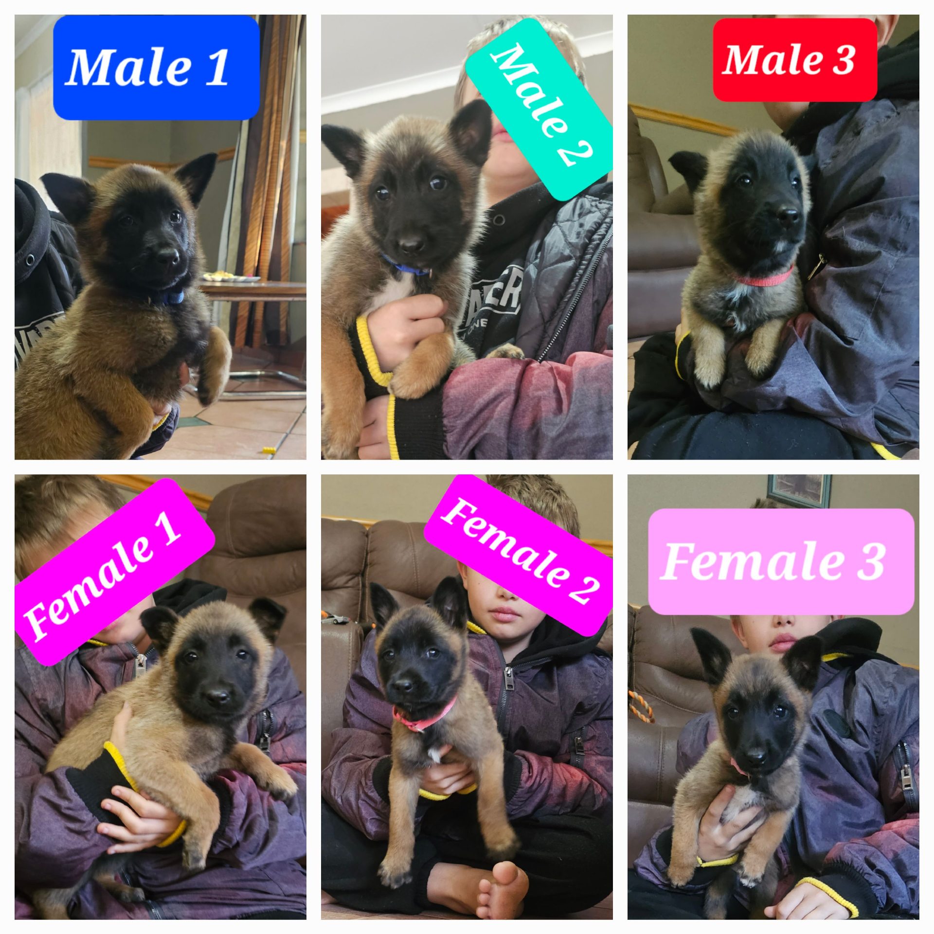 Mixed Breed — Pure Bred Belgian Malinois listing photo