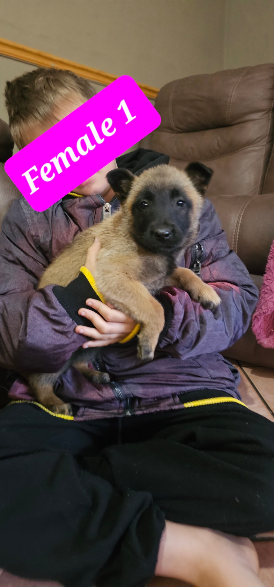 Mixed Breed ā Pure Bred Belgian Malinois photo 2