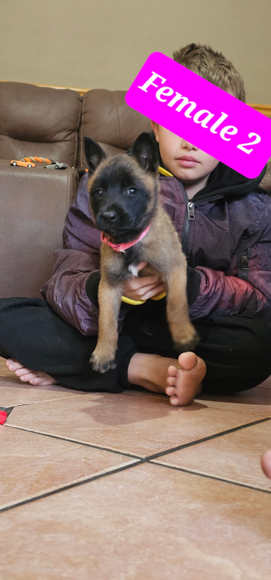 Mixed Breed ā Pure Bred Belgian Malinois photo 3