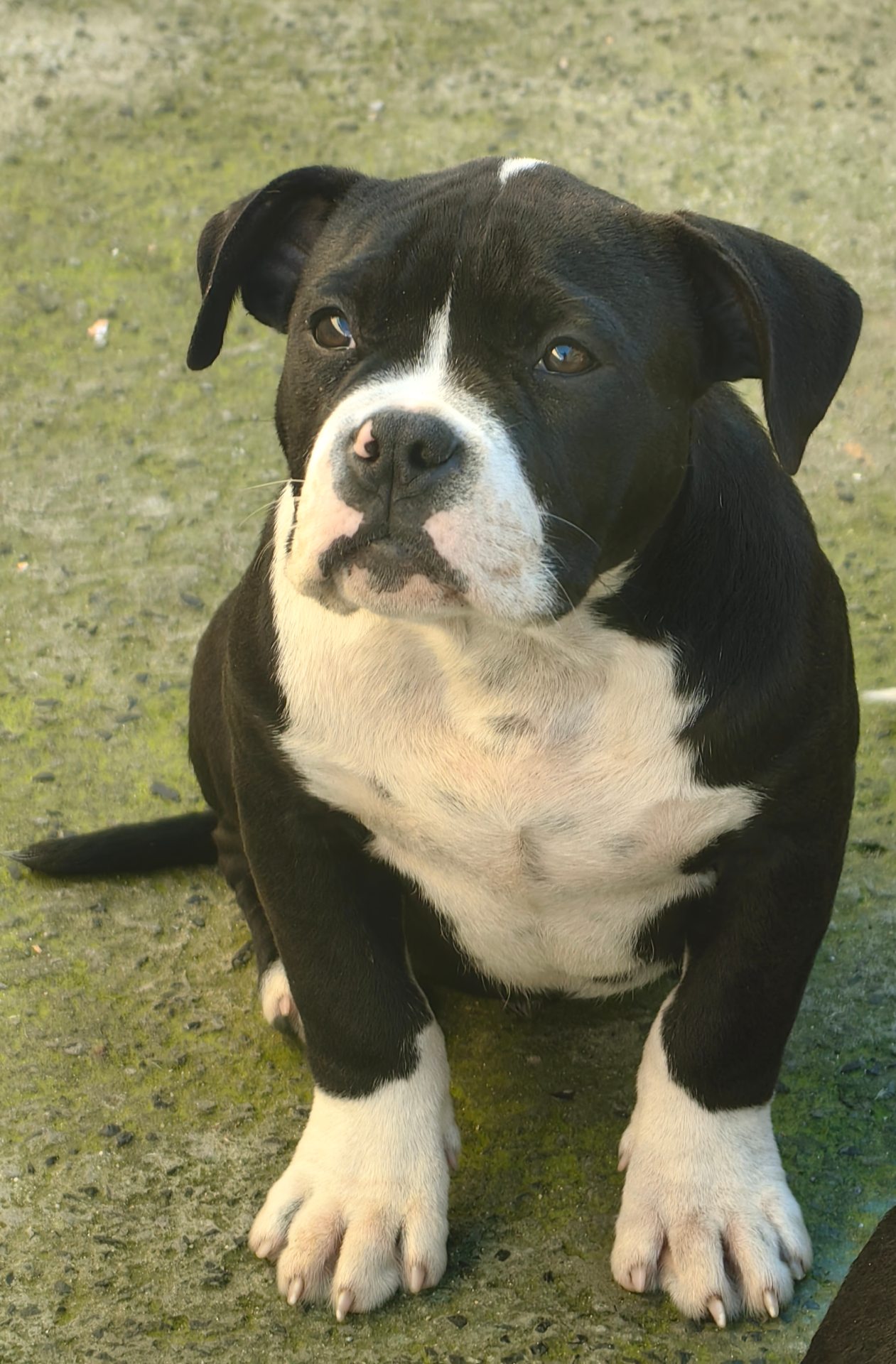 English Bulldog listing photo