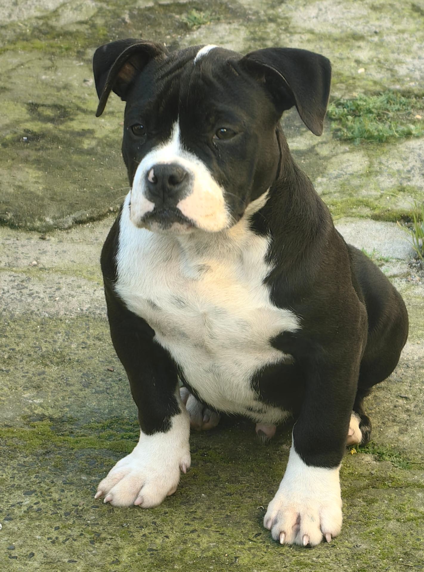English Bulldog photo 2