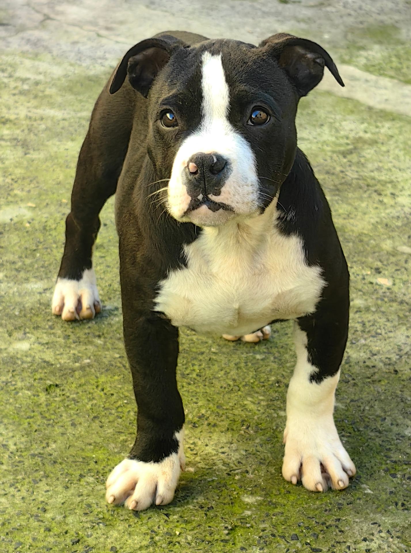 English Bulldog photo 3