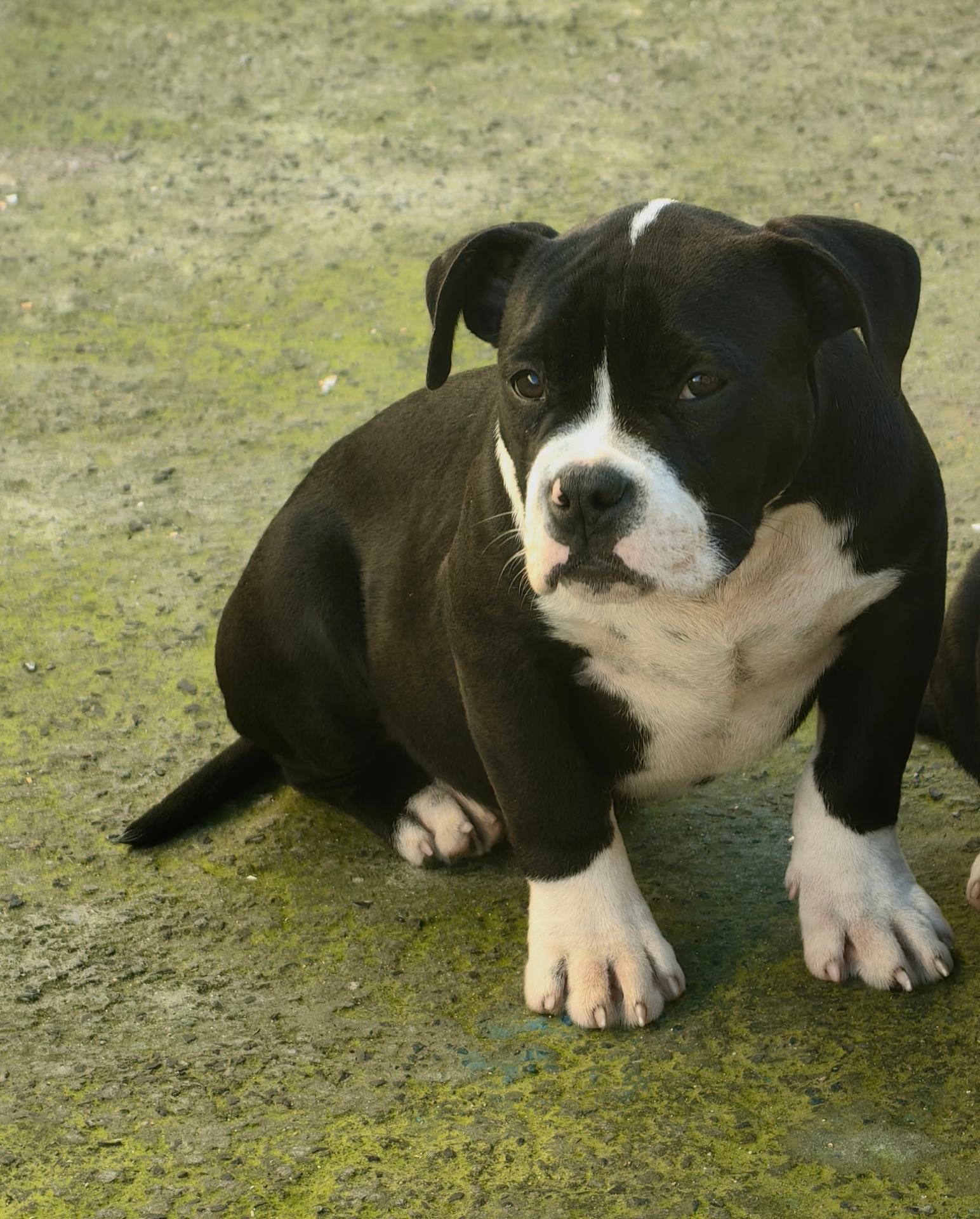English Bulldog photo 4