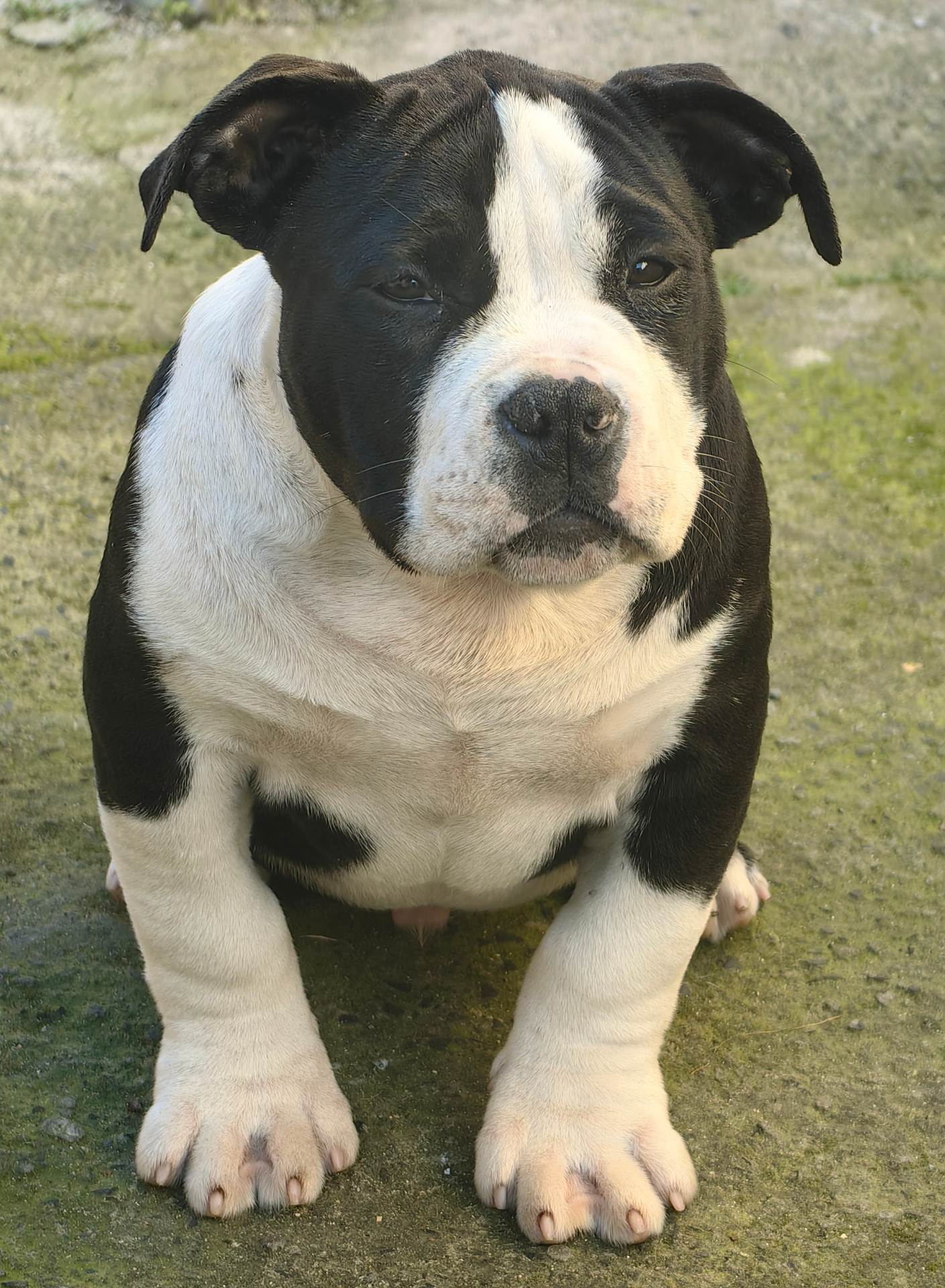 English Bulldog photo 5
