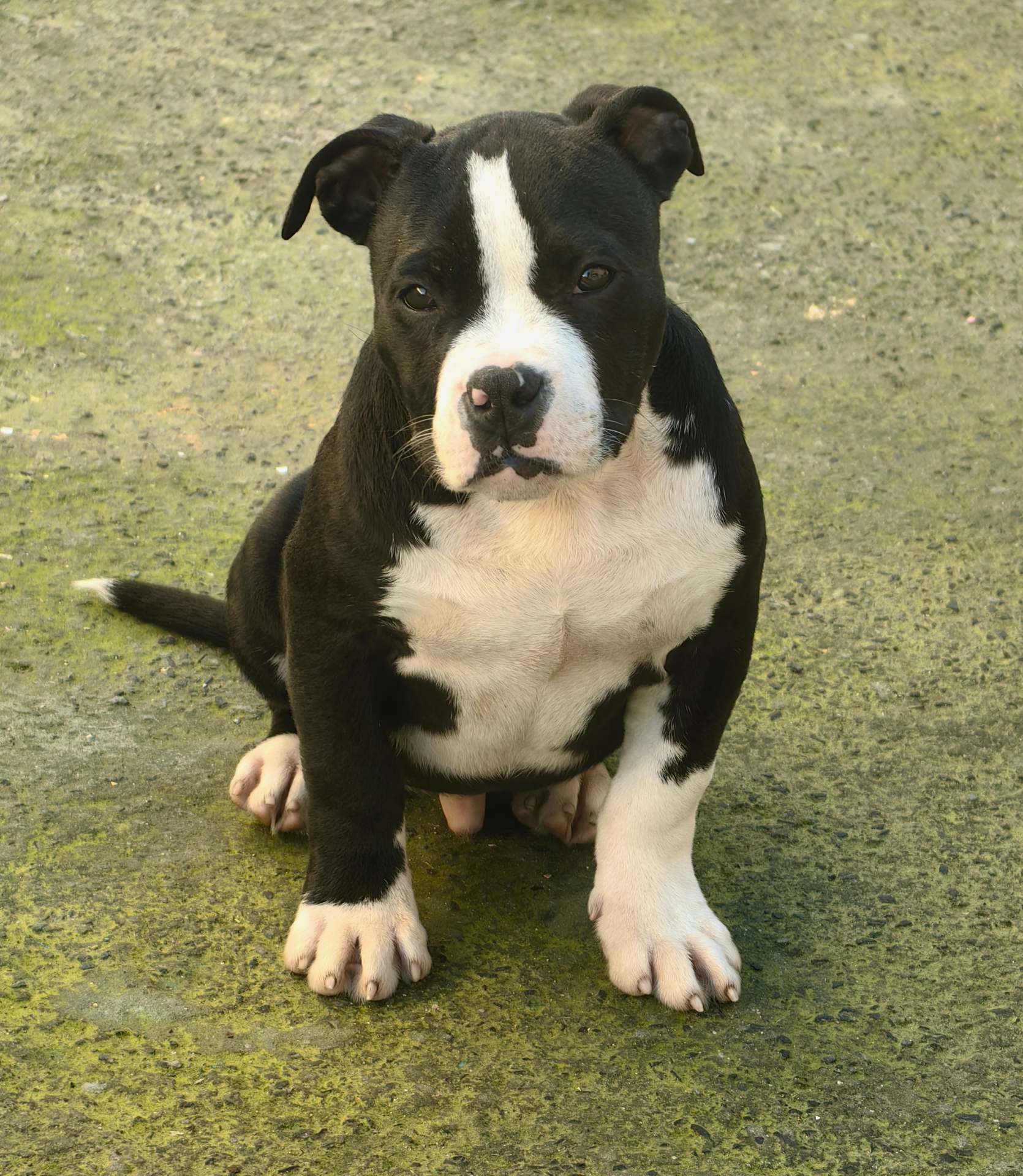 English Bulldog photo 6
