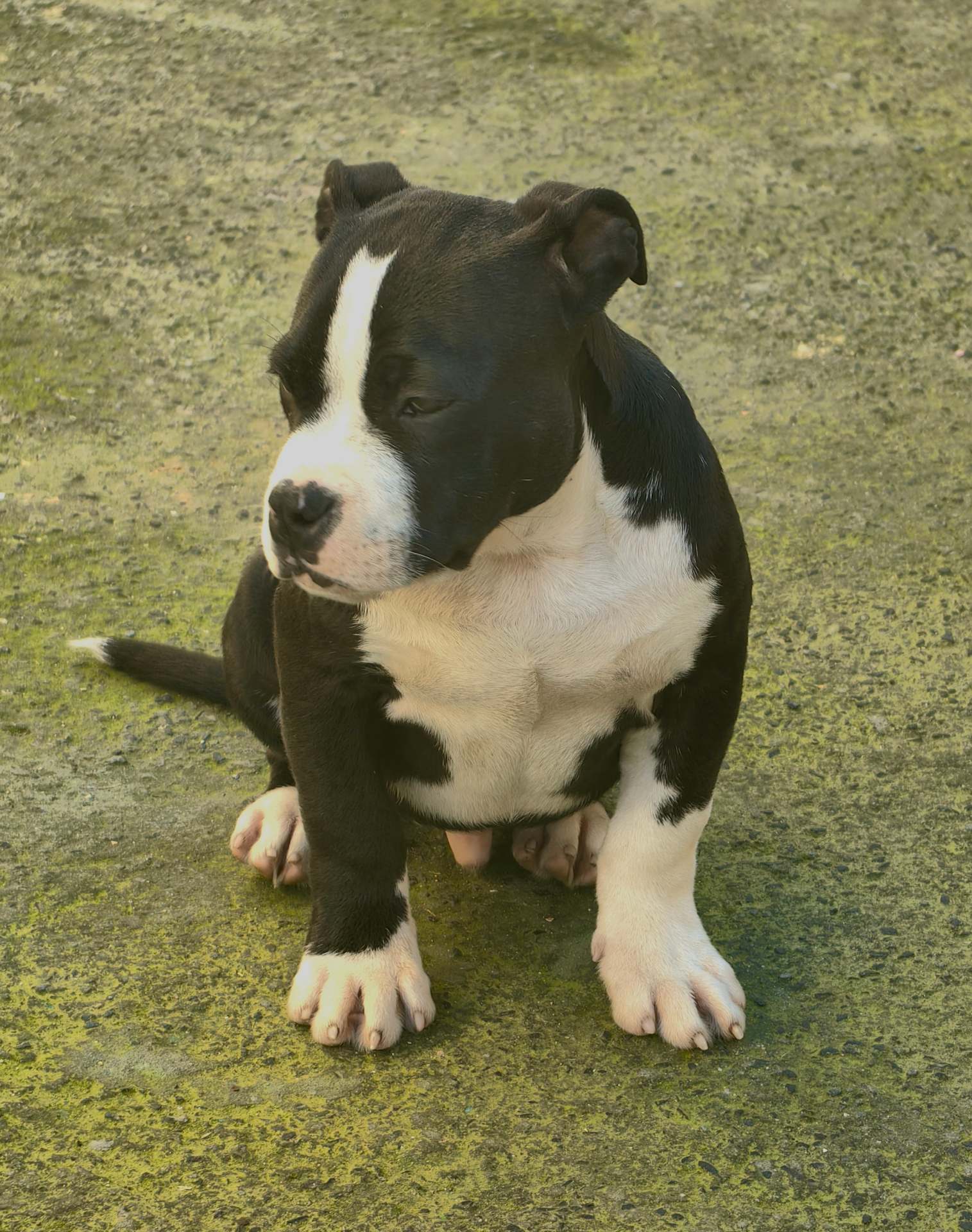 English Bulldog photo 7