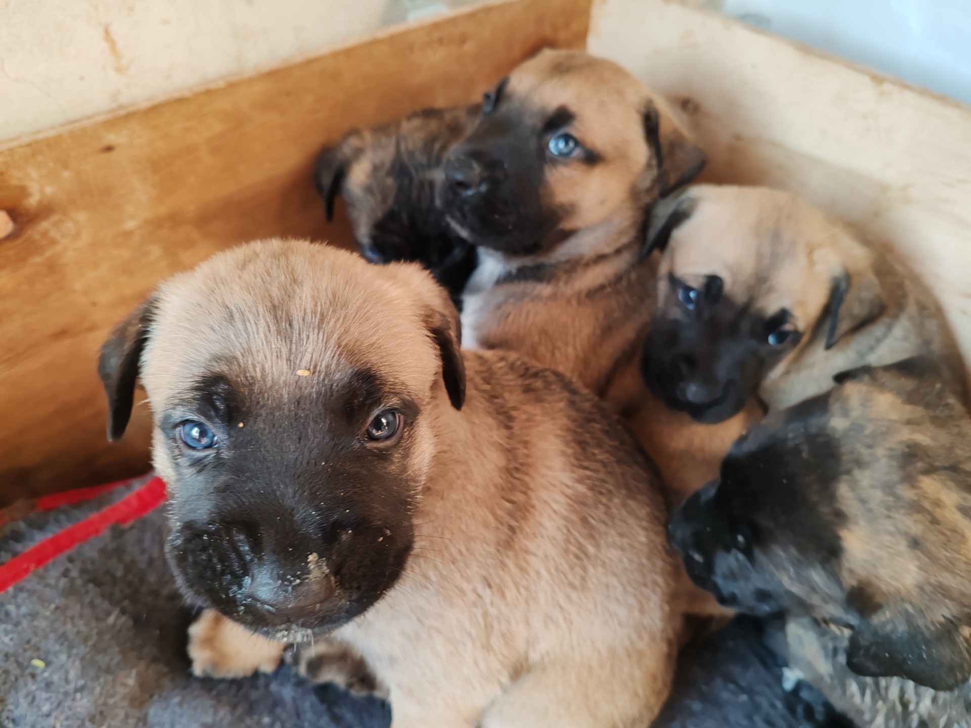 Mixed Breed — Dutch Shepherd x Boerboel listing photo
