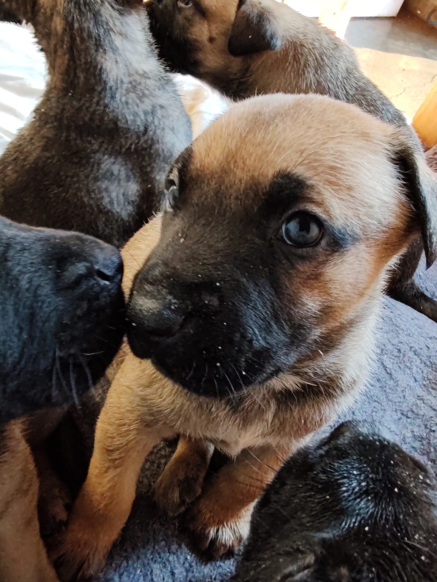 Mixed Breed — Dutch Shepherd x Boerboel photo 2