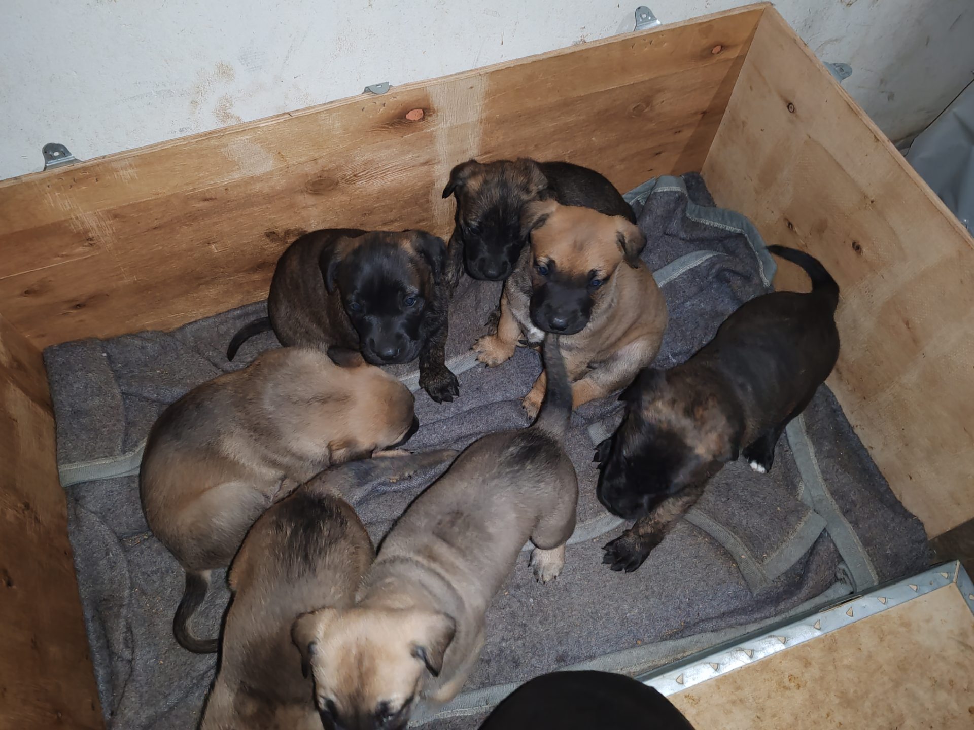 Mixed Breed — Dutch Shepherd x Boerboel photo 3