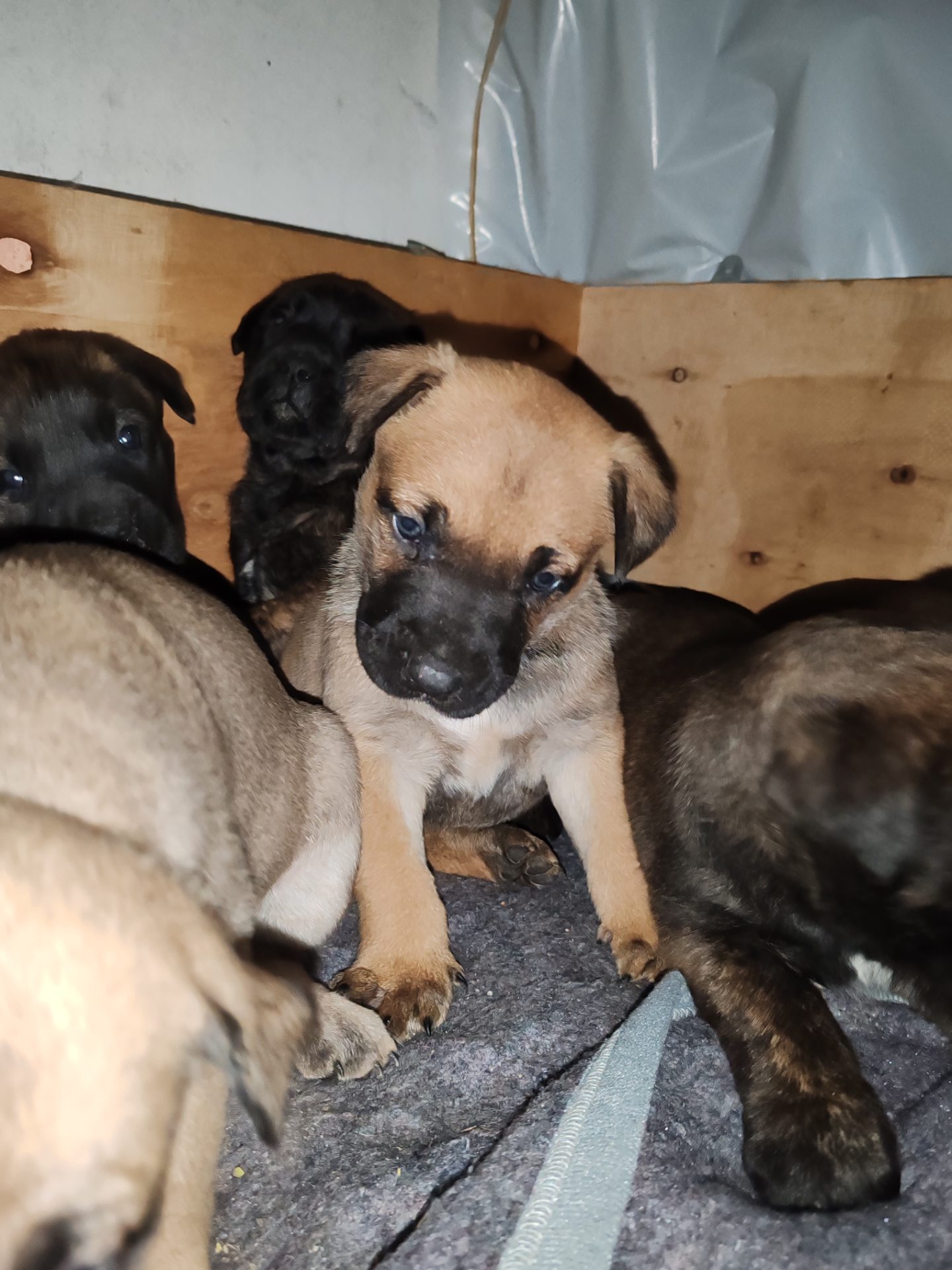 Mixed Breed — Dutch Shepherd x Boerboel photo 4